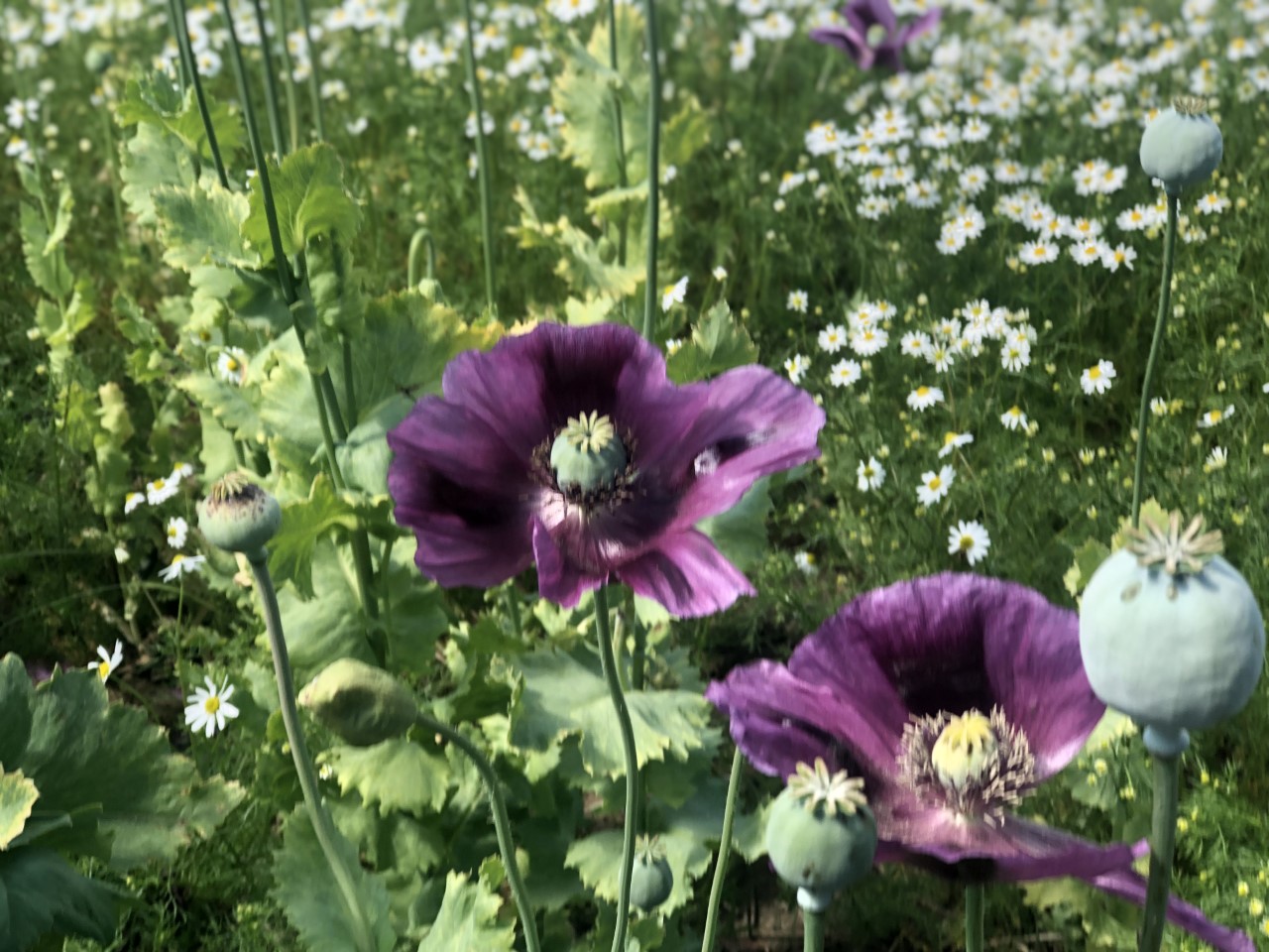 Poppies and Daisies