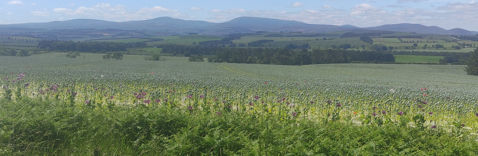 Poppy Fields