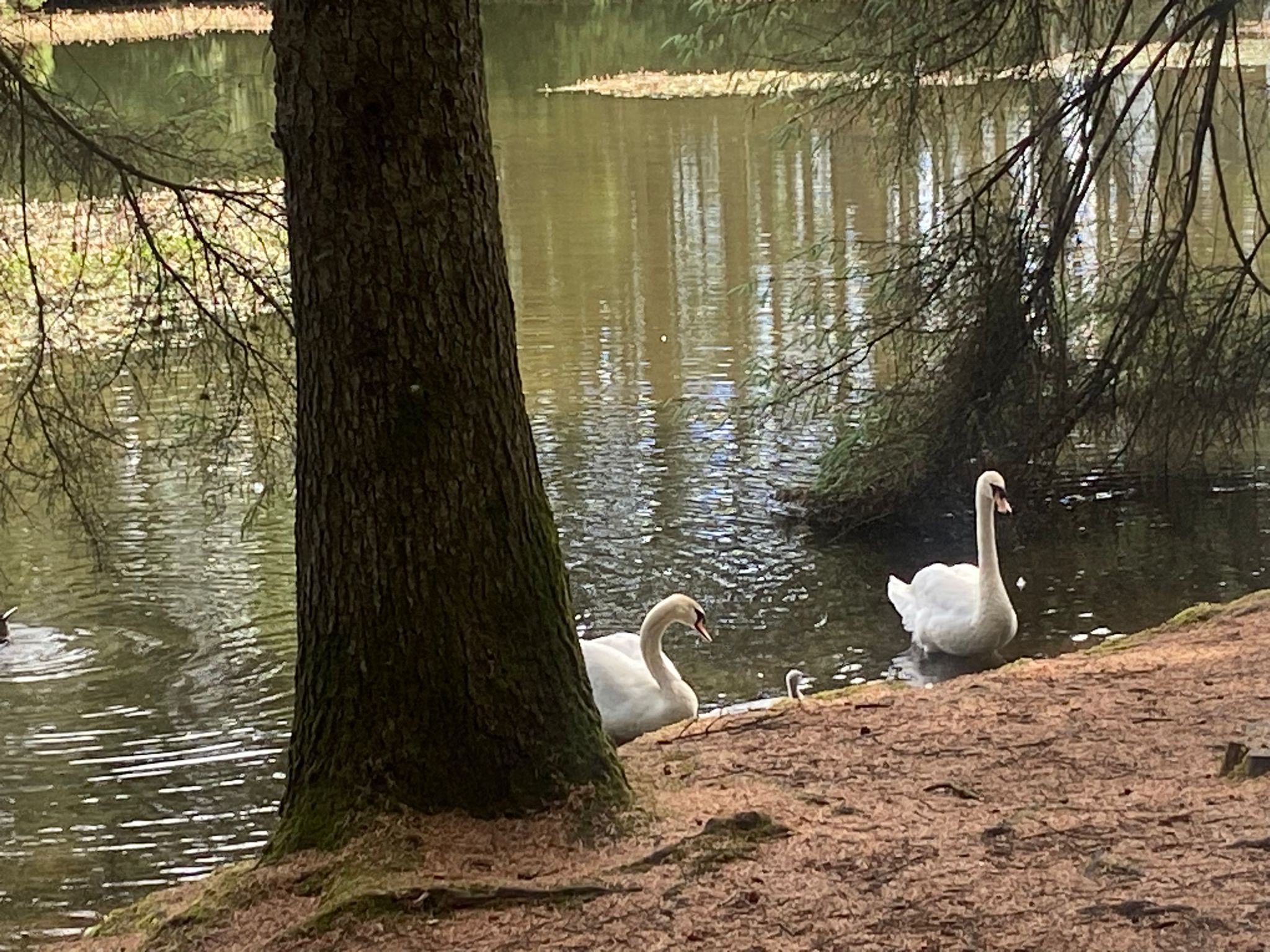 Swans