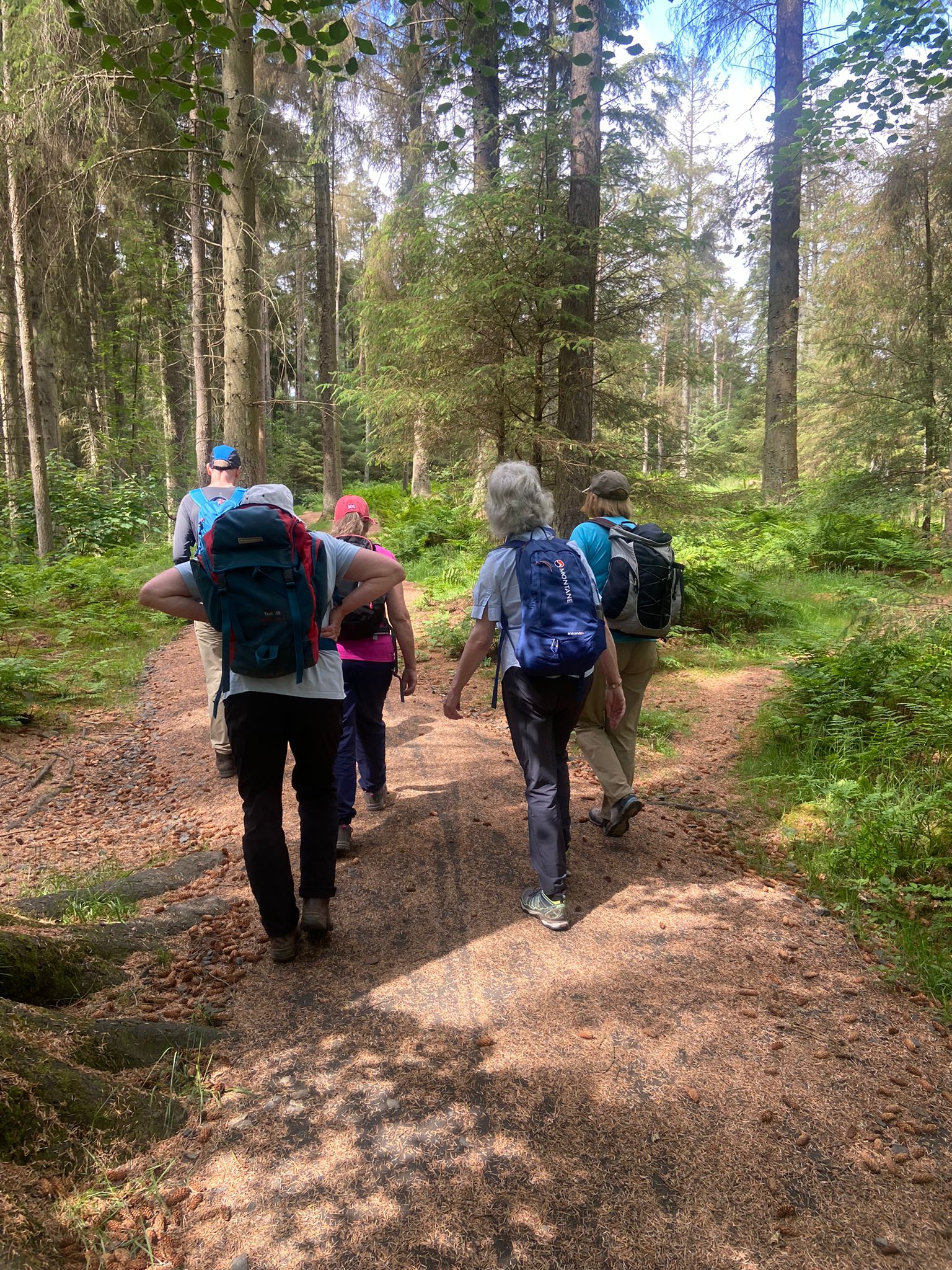 Beecraigs wood