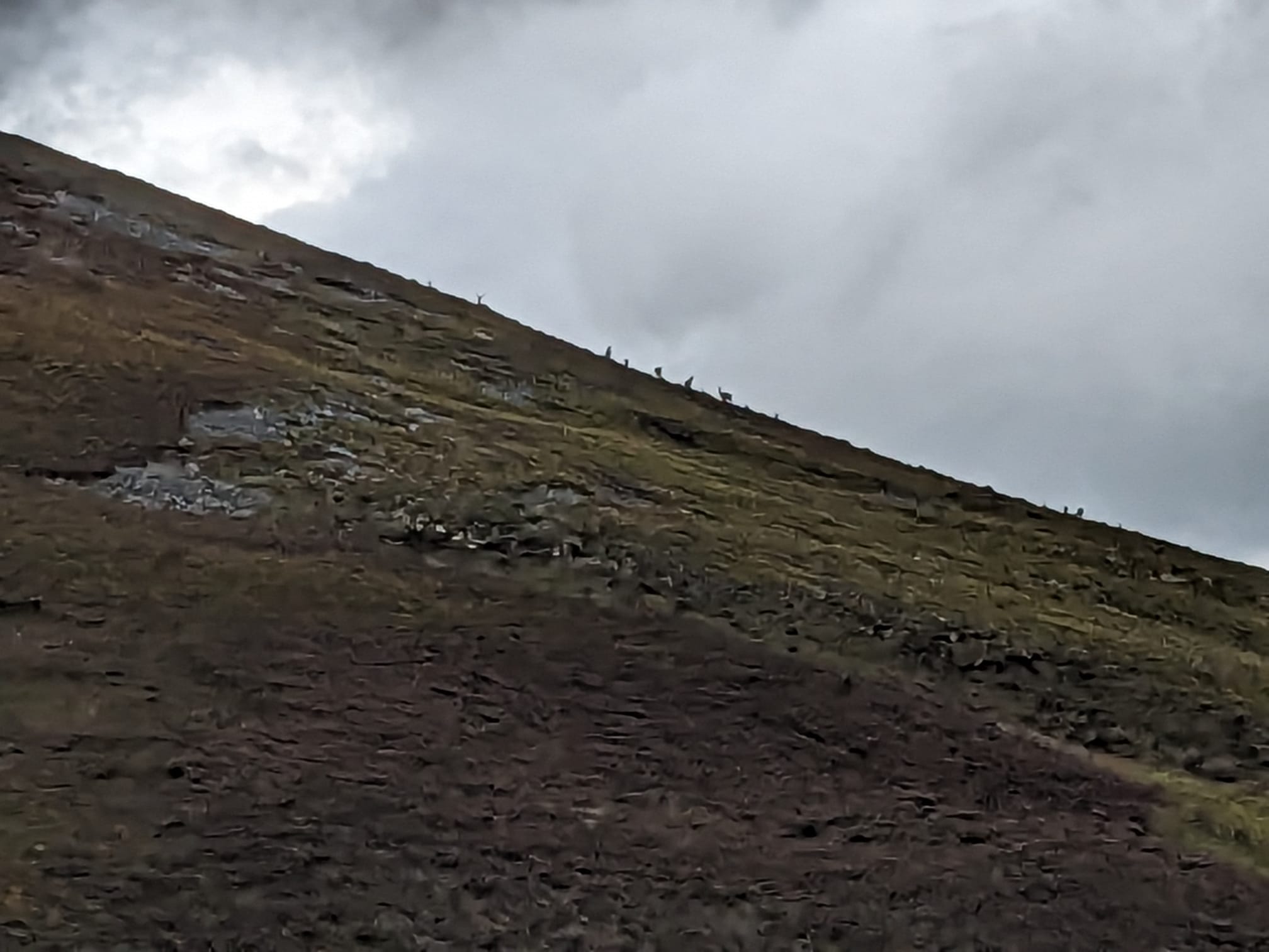 Deer on Beinn Bheag