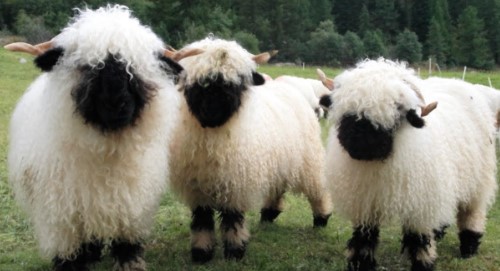 Valais Blacknose?