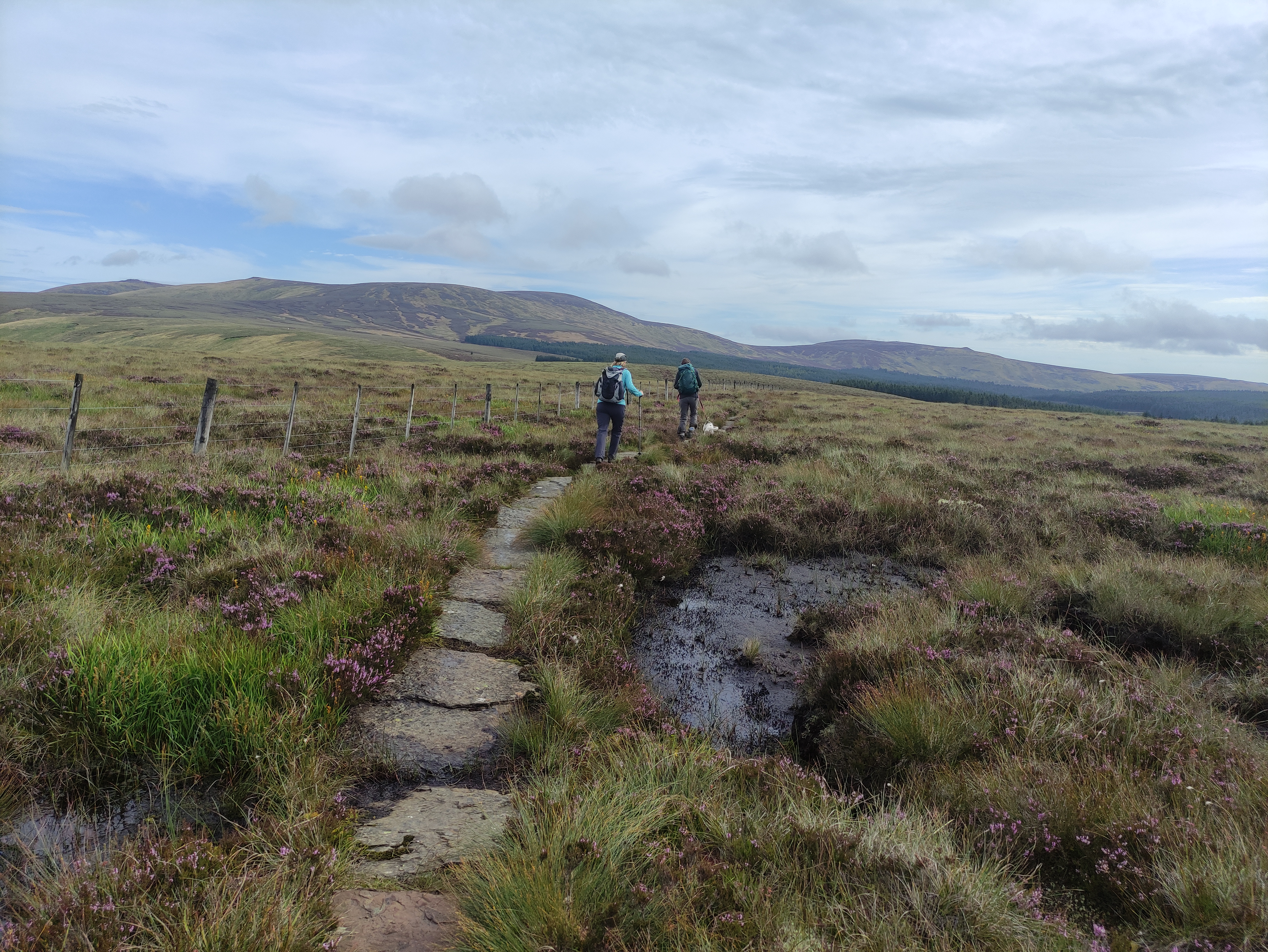 Flagstones, heading north east towards the Cheviot