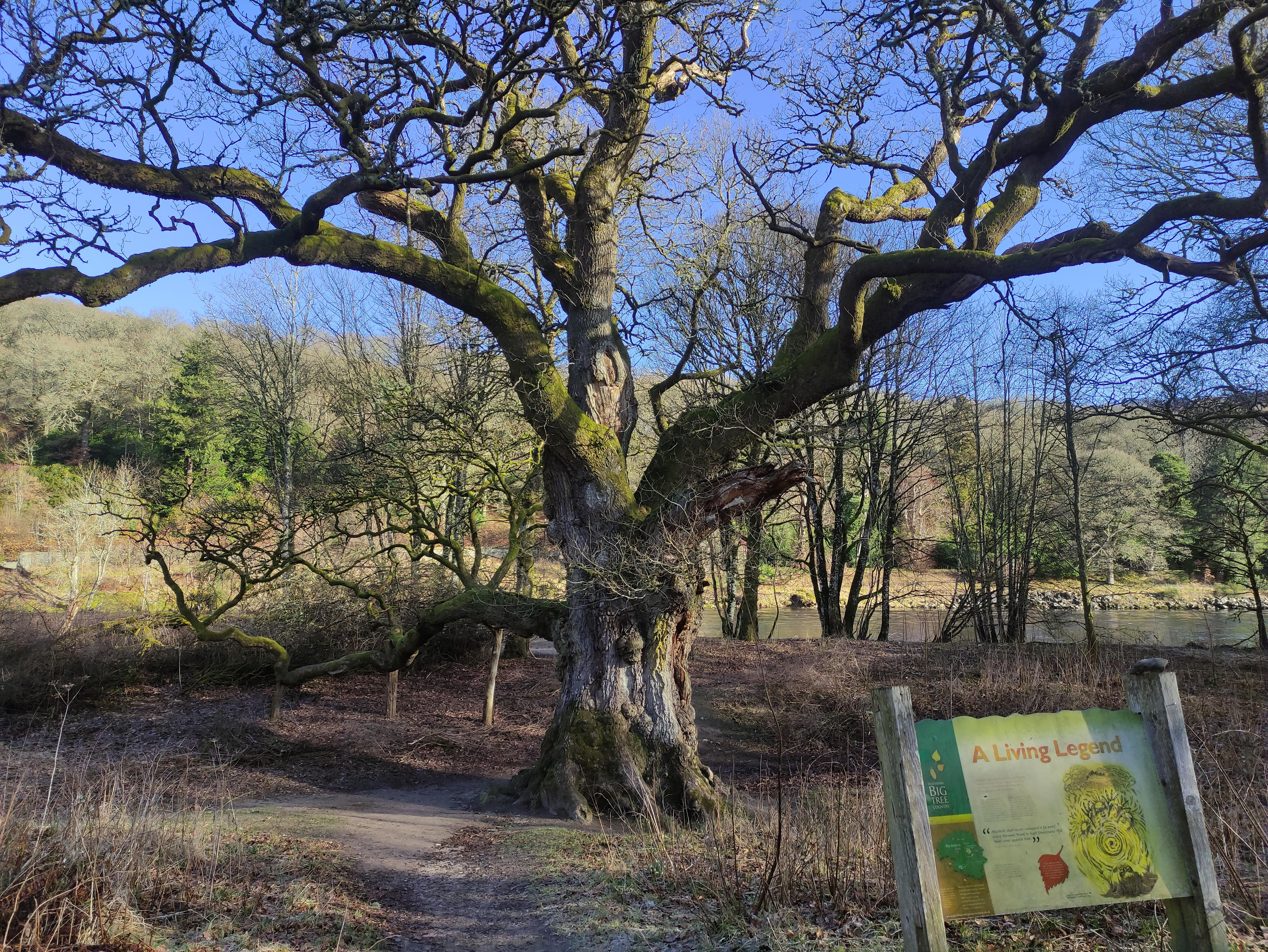 Birnam Oak