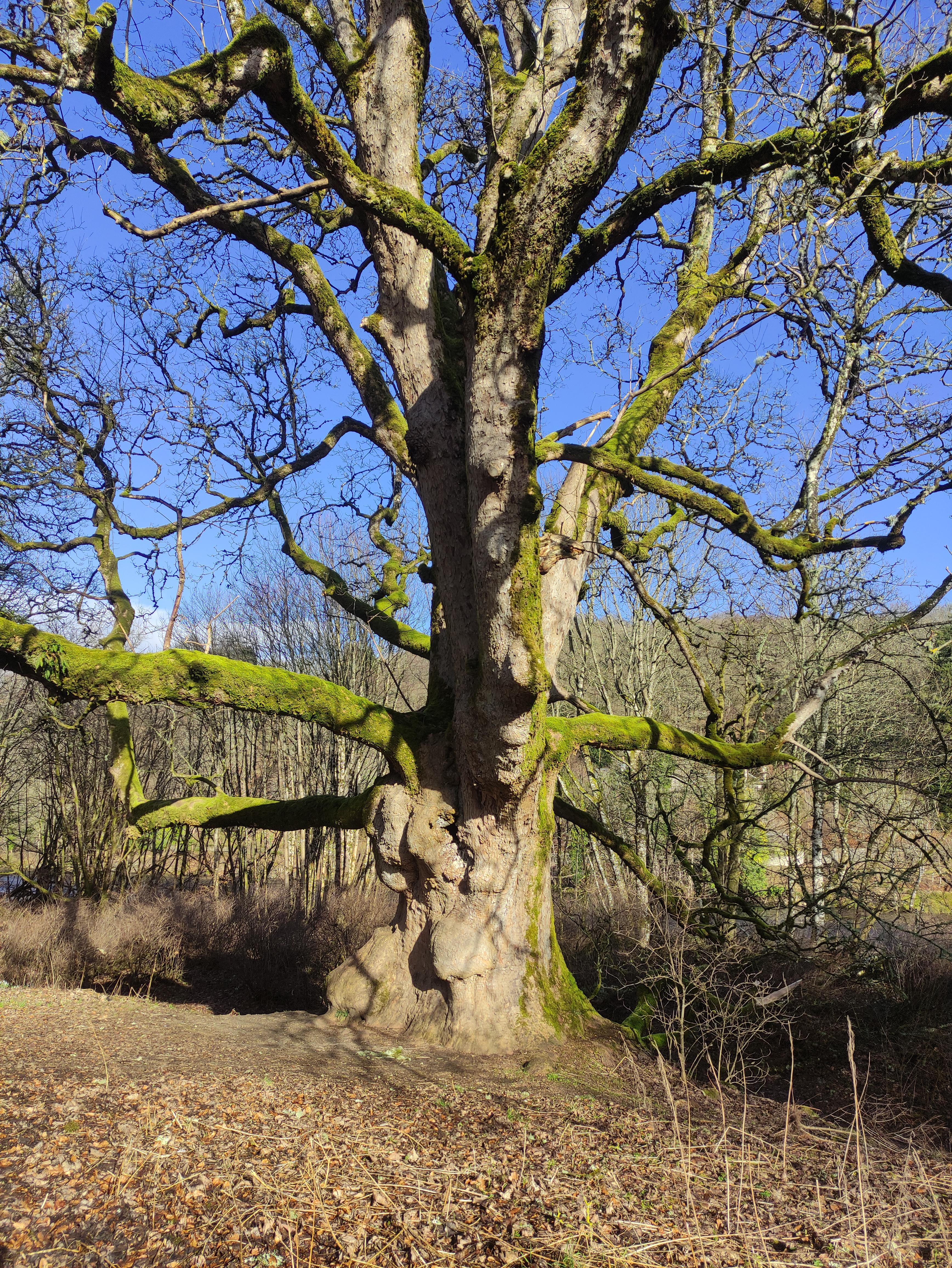 Birnam Sycamore