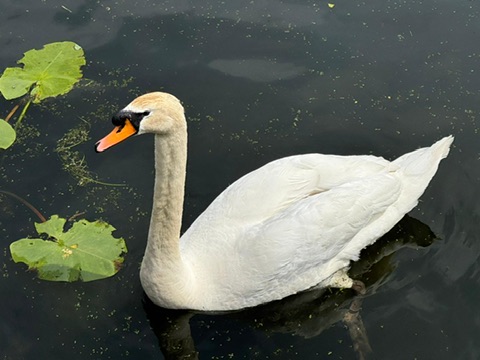 Swan on the Canal