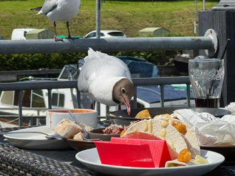 Gulls having Tacos