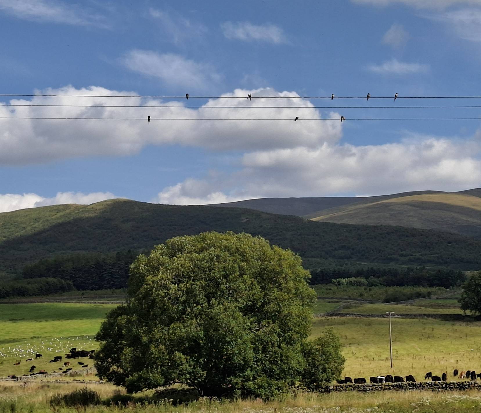 Swallows..