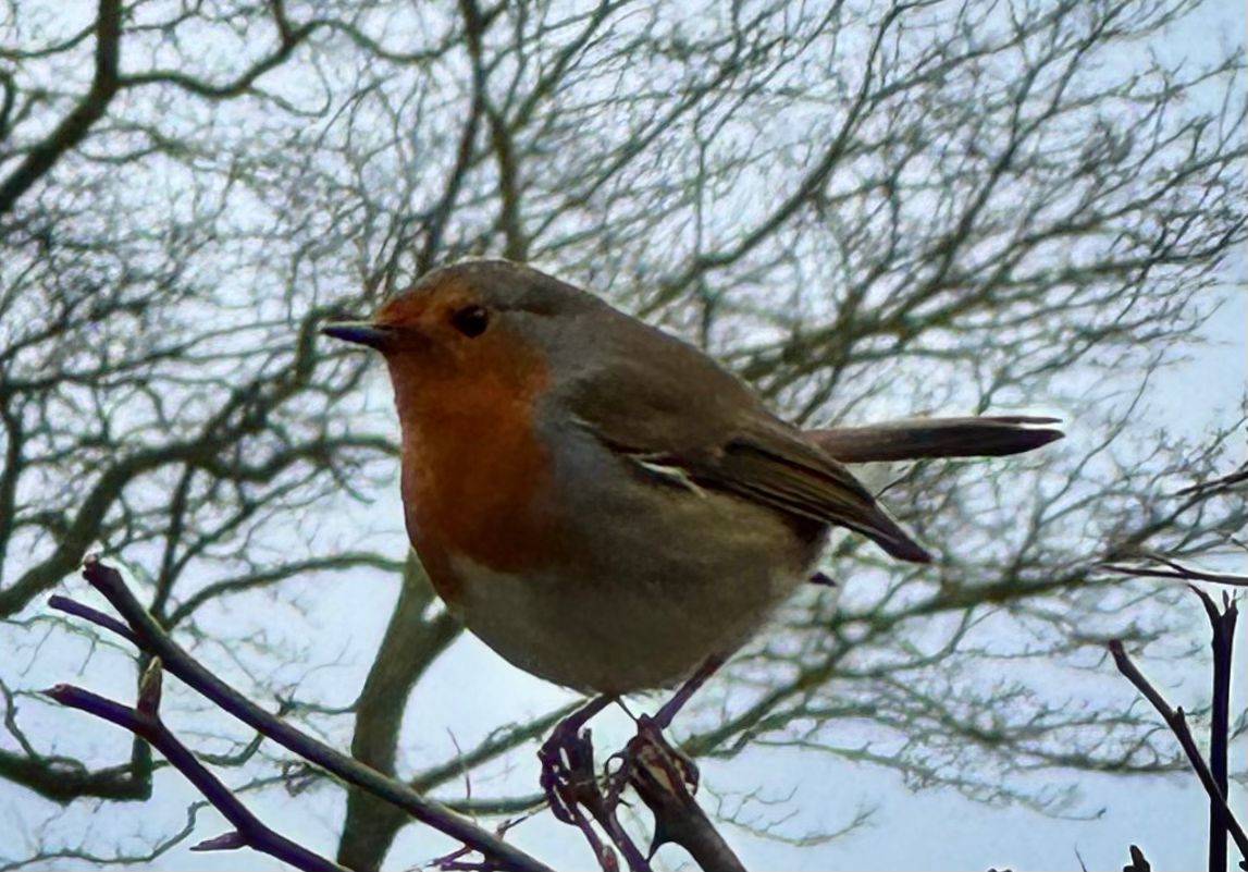 Friendly Robin